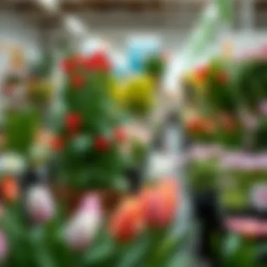 Magnificent Exploring Easter Plants Available at Home Depot Magnificent Exploring Easter Plants Available at Home Depot
