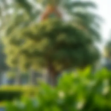 Magnificent Fast Growing Trees for South Florida: Selecting the Ideal Species for Your Landscape