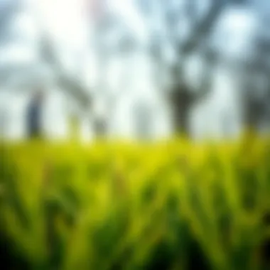 Magnificent Optimal Timing for Planting Grass Seed in Spring