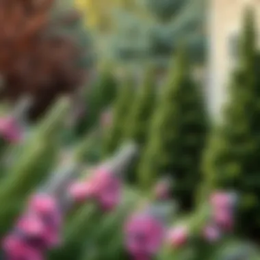 Magnificent Selected Evergreen Shrubs for North Carolina Gardens