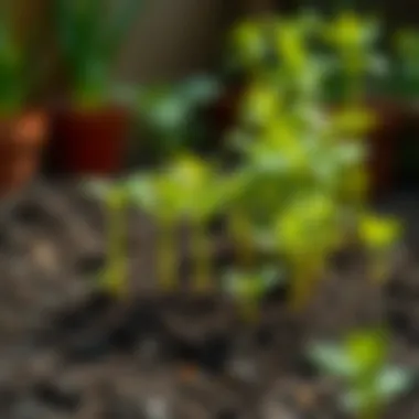 Magnificent Selecting the Optimal Soil for Seed Germination Magnificent Selecting the Optimal Soil for Seed Germination