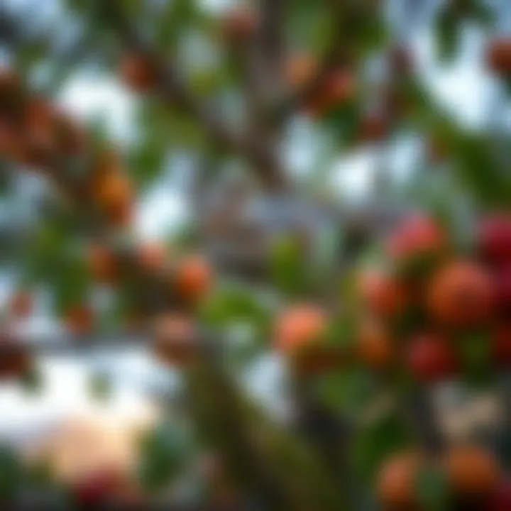 Magnificent Strategies for Protecting Fruit Trees from Squirrel Damage