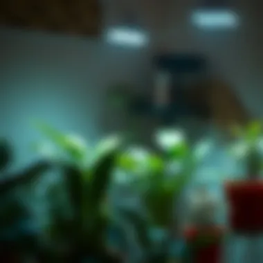 Magnificent The Optimal Heating Solutions for Indoor Plants During Winter Magnificent The Optimal Heating Solutions for Indoor Plants During Winter