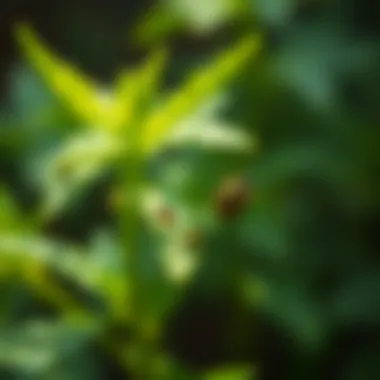 Magnificent Tiny Bugs on Plants: Understanding, Identifying, and Managing Infestations Magnificent Tiny Bugs on Plants: Understanding, Identifying, and Managing Infestations