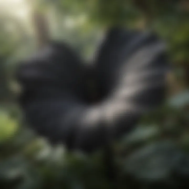 Black Elephant Ear Plant in a Lush Garden