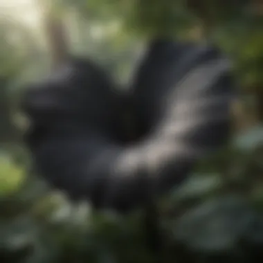 Black Elephant Ear Plant Enhancing a Lush Garden Black Elephant Ear Plant in a Lush Garden