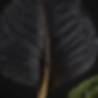 Close-up View of a Black Elephant Ear Plant Bulb Close-up of Black Elephant Ear Plant Bulb