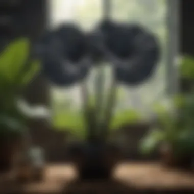 Healthy Black Elephant Ear Plants Thriving Healthy Black Elephant Ear Plants Under Optimal Conditions