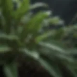 Close-up of gnat infested plant leaves