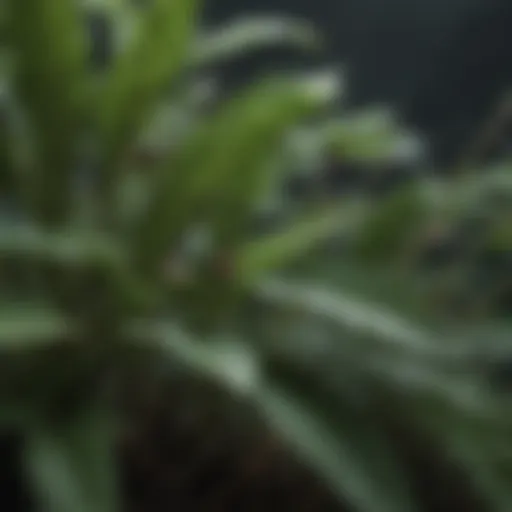 Close-up of gnat infested plant leaves