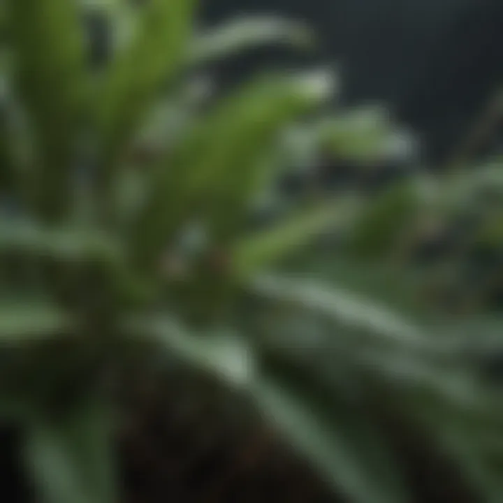 Close-up of gnat infested plant leaves