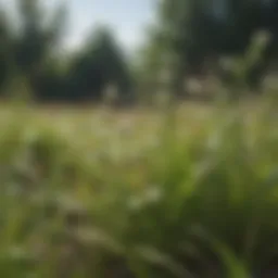 Diverse types of weeds found in grass