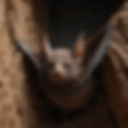 Close-up of a bat resting in a cozy nook