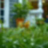 Addressing the Weeds: Effective Strategies for a Flourishing Yard Introduction