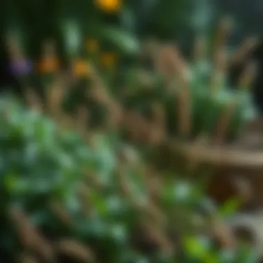 Addressing the Weeds: Effective Strategies for a Flourishing Yard Summary Addressing the Weeds: Effective Strategies for a Flourishing Yard Summary