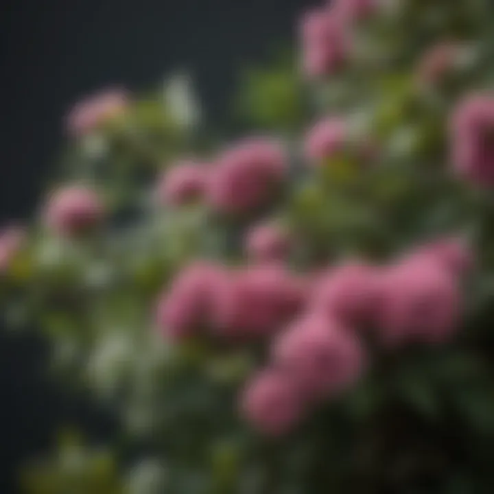 Close-up of a flowering shrub with rich foliage