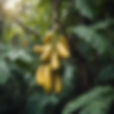 Ripe Bananas in Their Natural Habitat Close-up of ripe bananas hanging amidst foliage