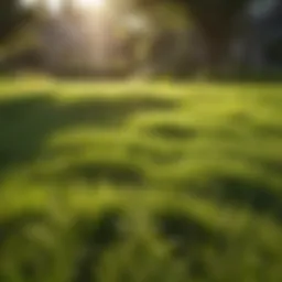 Lush green lawn under sunlight