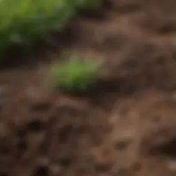 Overview of different soil types suitable for lawn grass cultivation
