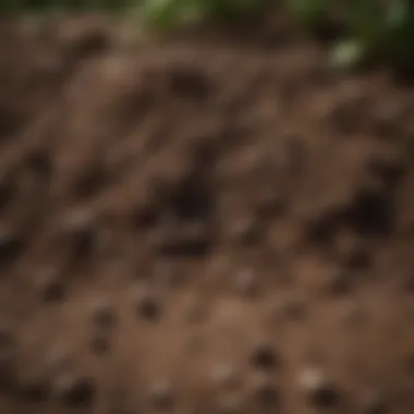 Close-up of soil displaying its texture and composition