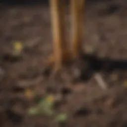 Close-up view of dandelion roots in soil