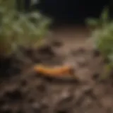 Close-up view of fungus gnat larvae in soil