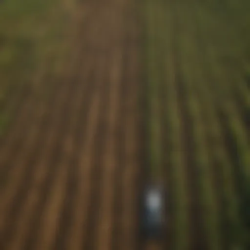 Aerial view of a cornfield highlighting optimal row spacing