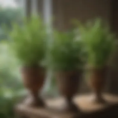 Close-up of carefully arranged herbs on a plant stand