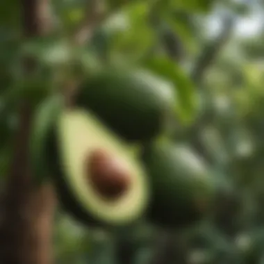 Healthy avocado fruits on the tree showcasing fruit production