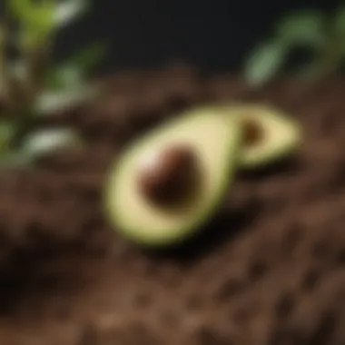 Optimal Soil for Avocado Growth Close-up of nutrient-rich soil ideal for avocado cultivation
