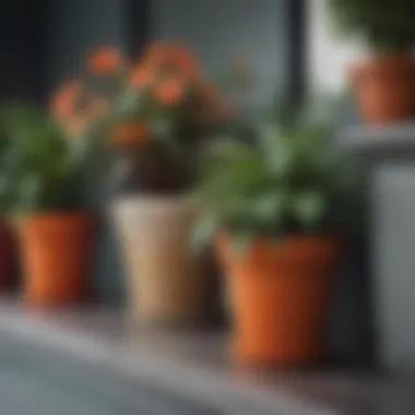 Colorful Diversity: Showcase of Potted Plants A close-up of vibrant flower pots showcasing diverse plant species
