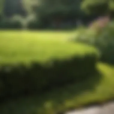 Lush Green Lawn After Moss Removal Lush green lawn free of moss