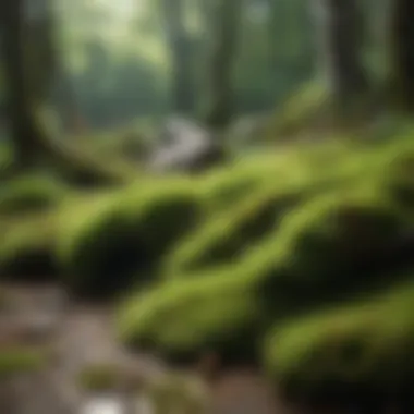 Natural Alternatives for Moss Removal Natural moss removal products
