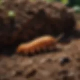 Close-up of grubs in soil