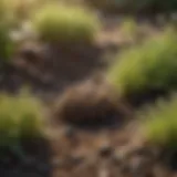 Close-up view of lawn grubs in soil