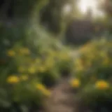 Vibrant garden with dandelions