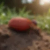 A close-up view of a red ant hill in a residential yard.