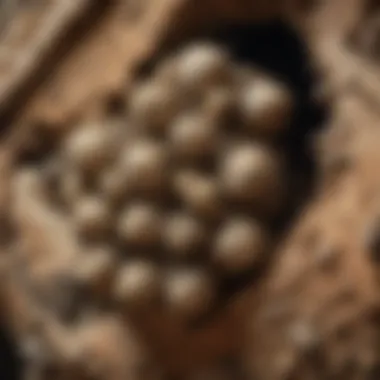 Wasp nest located in a residential area