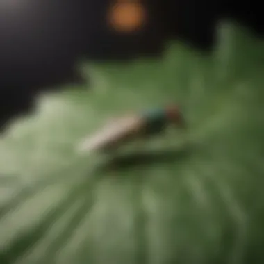 Close-up of a gnat on a leaf