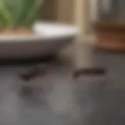 Close-up of tiny kitchen ants on a countertop