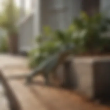 A well-maintained porch with natural barriers to deter lizards