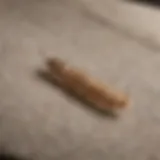 A close-up of moth larvae on a fabric surface
