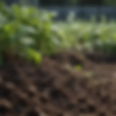 Close-up of nutrient-rich soil ready for planting in a raised garden bed.