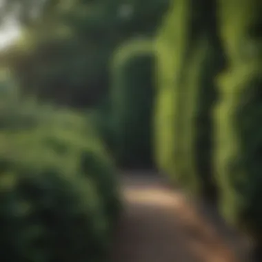 A row of evergreen shrubs providing privacy