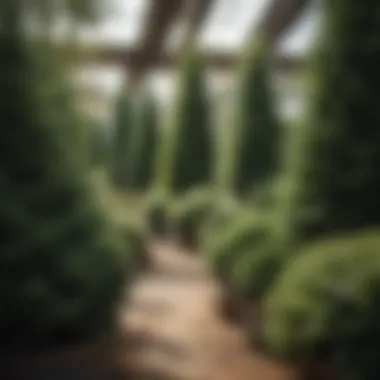A diverse selection of evergreen tree species in a garden center