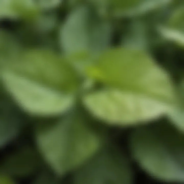 Close-up of lemon balm leaves showcasing its texture