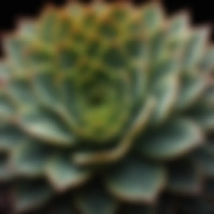 A detailed close-up of a succulent plant highlighting its intricate design