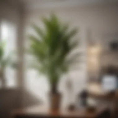 Dracaena Marginata in a Workspace An elegant Dracaena marginata with its striking, slender leaves enhancing a cozy workspace