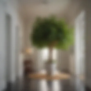 A vibrant Schefflera arboricola adding a tropical touch to a bright hallway