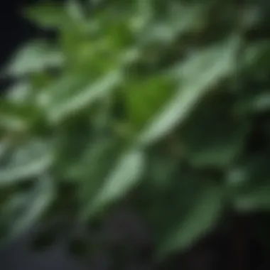 Close-up of honeysuckle leaves showcasing healthy growth